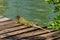 An iguana sunbathing at Miami, Florida, USA