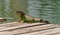 An iguana sunbathing at Miami, Florida, USA