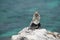 Iguana sunbathing on the rock, Punta Sur, Isla Mujeres, Mexico