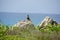 Iguana sunbathing on the rock, Punta Sur, Isla Mujeres, Mexico