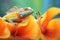 iguana on a sunlit tropical flower