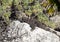 Iguana sunning on a rock, Puerto Aventuras, Mexico