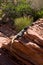 Iguana sunning on sandstone rocks, northern Arizona