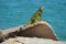 A Iguana Sunning on a Seaside Jetty