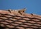 Iguana Sunning on Top of Barrel Tile Roof
