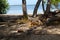 Iguana taking shade also looking for food, Florida Keys, USA