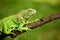 Iguana on a tree branch