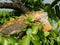 Iguana on the tree in nature (Iguana iguana)