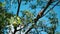 Iguana on the tree orange iguana exotic animal blue sky green tree