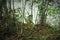 Iguana trees swamp florida keys