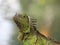 iguana, tropical climate animal with scaly skin in green colors