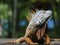 iguana, tropical climate animal with scaly skin in green colors