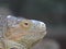 iguana, tropical climate animal with scaly skin in green colors