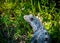 Iguana - Tulum, Mexico