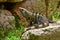 An iguana at Uxmal, an ancient Maya city in Mexico