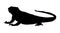 Iguana vector illustration black silhouette