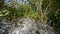 Iguana walking on a rock in La Datcha beach. Guadeloupe, Caribbean