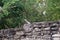 Iguana on the wall of a ruin