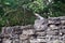 Iguana on the wall of a ruin