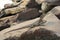 The iguana water dragon on the rocks on the beach in Byron Bay, Australia