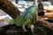 Iguana in Water Fountain, Florida Keys, USA