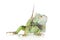 Iguana on white background