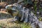 Iguana in the wild. Black spiny-tailed iguana, Black iguana, or Black ctenosaur. Tropical jungle in Mexico