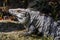 Iguana in the wild, closeup. Black spiny-tailed iguana, Black iguana, or Black ctenosaur. Tropical jungle in Mexico