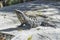 Iguana in wildlife. Cancun, Mexico