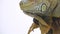 Iguana on wooden snag isolated on white background. Close up. Slow motion