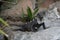 Iguana in Xcaret Park, Mexico