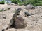 Iguanas at the Caribbean beach