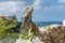 Iguanas- Curacao Views