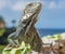 Iguanas- Curacao Views