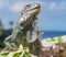 Iguanas- Curacao Views