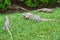 iguanas, Nature, tropics, Caribbean, Yucatan, Mex