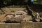 Iguanas resting on rocks
