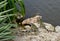 Iguanas on rocks near the pond