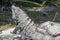 Iguanas in Ruinas Tulum