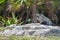 Iguanas in Ruinas Tulum