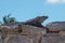 Iguanas in Ruinas Tulum