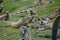 Iguanas at Seminario Park - Guayaquil, Ecuador