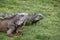 Iguanas at Seminario Park - Guayaquil, Ecuador