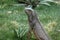 Iguanas at Seminario Park - Guayaquil, Ecuador