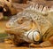 Iguanas sitting in terrarium