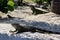 Iguanas sitting on the warm tropical beach sand