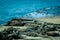 Iguanas sunbathing in floreana island galpagos