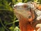 iguanas are sunbathing in the morning