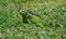 Iguane camouflage at Fairchild botanic garden