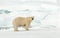 IJsbeer, Polar Bear, Ursus maritimus